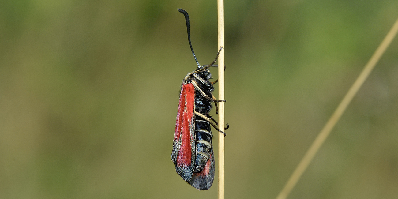 Zygaenidae da id - Zygaena (Mesembrynus) erythrus